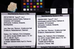 Foto (Objket + Etiketten) von Ambulocapsa novacula (Robins, Feldmann & Schweitzer, 2013) 